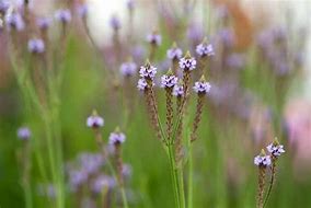 Image result for Verbena macdougalii Lavender Spires