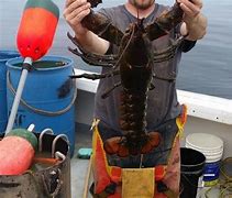 Image result for Boston Aquarium Giant Lobster