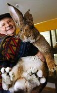 Image result for World Record Biggest Rabbit