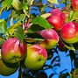 Image result for mcintosh apples trees