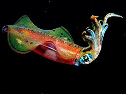 Image result for Squid