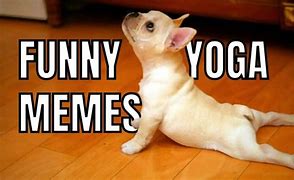 Image result for Yoga Funny Animals Memes