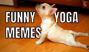 Image result for Yoga Funny Animals Memes