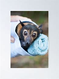 Image result for Spectacled Flying Fox Poster