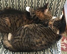 Image result for Cat Hugs Meme