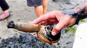 Image result for Geoduck vs Horse Clam