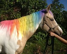 Image result for Colorful Horse with Coler Die