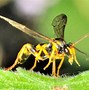 Image result for "ichneumon-wasp"