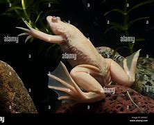Image result for African Clawed Toad