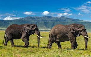 Image result for World's Biggest Elephant
