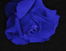 Image result for 24K Gold Dipped Midnight Blue Rose