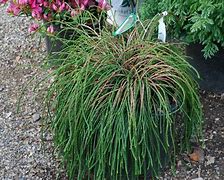 Image result for Whipcord Plant