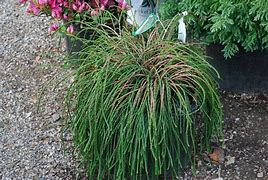 Image result for Thuja Whipcord