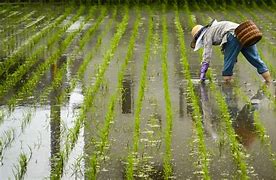 Image result for Japanese Crops