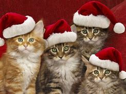 Image result for Merry Christmas Wishes Cats