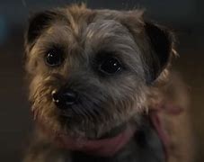 Image result for What Kind of Dog Was Reggie in Strays