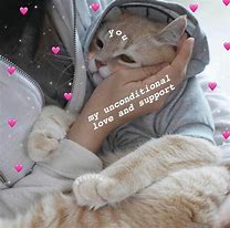 Image result for What Is Love Cat Meme