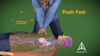 Image result for CPR Anatomy
