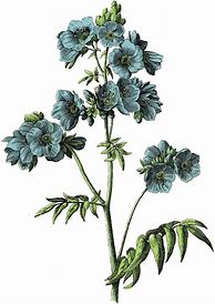 Image result for Botanical Art Prints