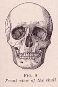 Image result for Human Skull Dark Photography