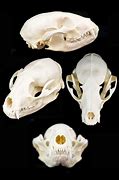 Image result for Small Animal Skulls Identification