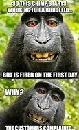 Image result for Chimp and Cat Evolution Meme
