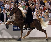 Image result for Tennessee Walking Horse Soring Abuse