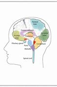 Image result for Difference Between Brain and Mind