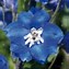 Image result for Delphinium Blue Bird (Pacific-Giant-Group)