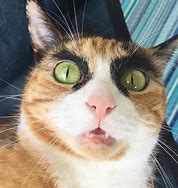 Image result for Cat with Eyebrows Meme Toilet