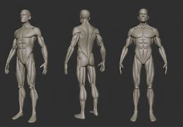 Image result for Human Body Blueprint