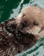 Image result for Cutest Baby Sea Otter