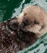 Image result for Cute Sea Otter Babies