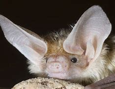 Image result for Rabbit Bat