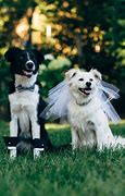 Image result for dog wedding