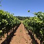 Image result for Sokol Blosser Muller Thurgau Dundee Hills