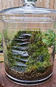 Image result for R Place Moss in Terrarium