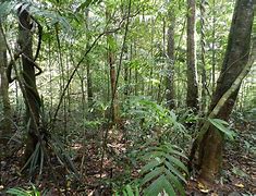 Image result for Rainforest
