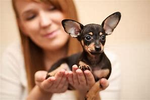 Image result for World's Smallest Dog Milly