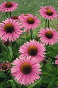 Image result for Echinacea purpurea Primadonna Deep Rose