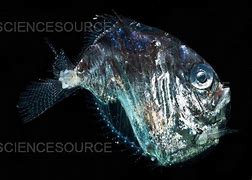 Image result for Silver Hatchet Fish Bioluminescence
