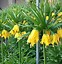 Image result for Fritillaria imperialis Early Sensation