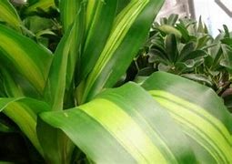 Image result for Improve Indoor Air Quality