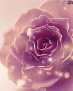 Image result for Rose Violet Couleur