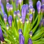 Image result for Spring Lock Screen