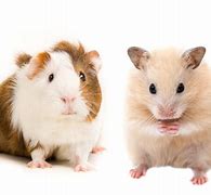 Image result for Guinea Pig Hamster
