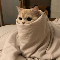 Image result for Cat Blanket Meme