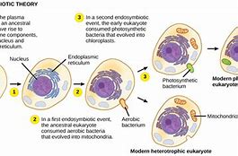 Image result for Evolution of Cells