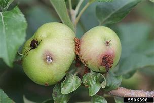 Image result for Honeycrisp Apple Tree Diseases
