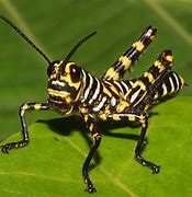 Image result for Grasshopper Animal